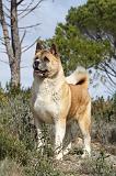 AKITA AMERICAIN 389
